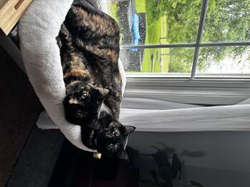 Rescue Domestic Short Hair Cats for Adoption in Richmond, Kentucky - Rogue & Storm | PetCurious