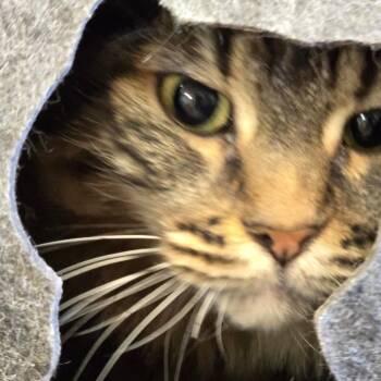 Domestic Long Hair Cats Available for Adoption in Wickenburg, Arizona - Piper | PetCurious