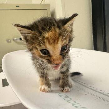 Jackie -  Domestic Short Hair Cat for Adoption in Columbiana, Alabama - Jackie | PetCurious