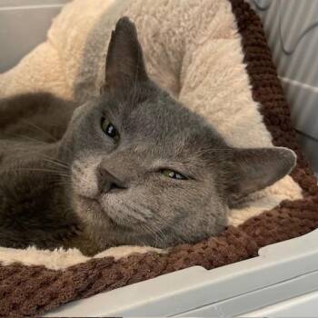 Colin -  Domestic Short Hair Cat for Adoption in Stafford, Virginia - Colin | PetCurious