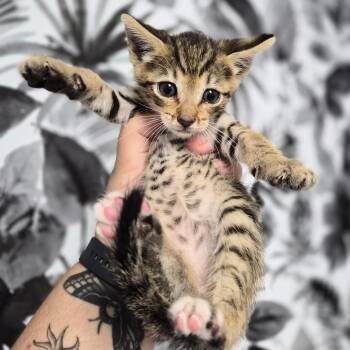 Domestic Short Hair Cats Available for Adoption in Wahiawa, Hawaii - Puffin | PetCurious