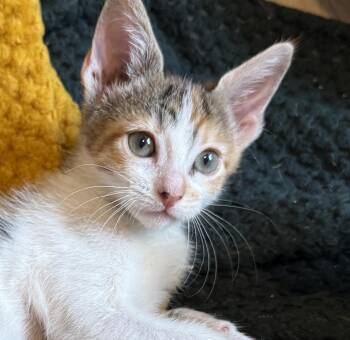 A Triumphant Trio - Bootsy (polydactyl), Goldie, & Twiggy -  Domestic Short Hair Cat for Adoption in Boca Raton, Florida - A Triumphant Trio - Bootsy (polydactyl), Goldie, & Twiggy | PetCurious