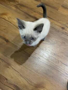 Fruit Tella -  Domestic Medium Hair Cat for Adoption in Fort Lupton, Colorado - Fruit Tella | PetCurious