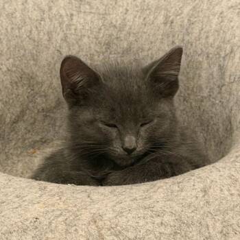 Ash 22738 -  Domestic Short Hair Cat for Adoption in Minneapolis, Minnesota - Ash 22738 | PetCurious