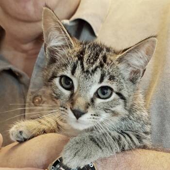 Maybel -  Domestic Short Hair Cat for Adoption in Brownsboro, Alabama - Maybel | PetCurious
