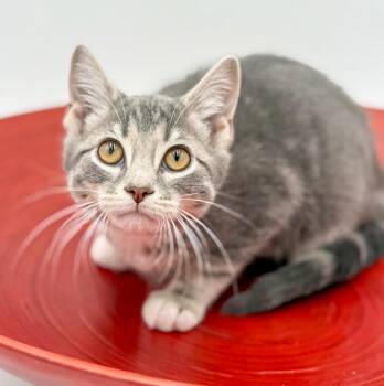 Silver and Tabby Cats Available for Adoption - Ragoon Is Our Heartthrob!  Can He Be Any More Precious?!    | PetCurious