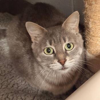 Ellie -  Domestic Short Hair Cat for Adoption in South Elgin, Illinois - Ellie | PetCurious