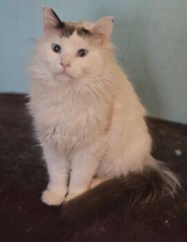 Siamese Cats Available for Adoption - 2026-11 Savannah | PetCurious