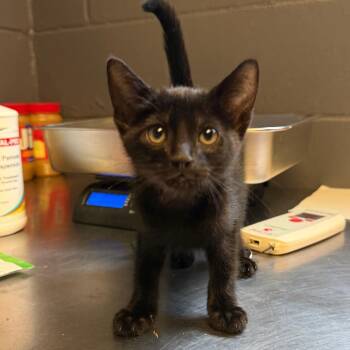 TUSC-Stray-85333_2 -  Domestic Short Hair Cat for Adoption in Tuscaloosa, Alabama - TUSC-Stray-85333_2 | PetCurious