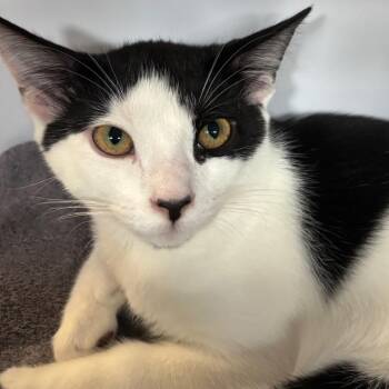 Gilligan -  Domestic Short Hair Cat for Adoption in Sarasota, Florida - Gilligan | PetCurious