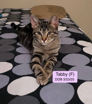 Rescue Domestic Short Hair and Tabby Cats for Adoption in Vacaville, California - Tabby | PetCurious