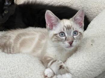 GRACIE -  Domestic Medium Hair Cat for Adoption in Santa Clara, California - GRACIE | PetCurious