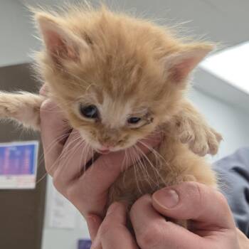 Benedict -  Domestic Medium Hair Cat for Adoption in Durango, Colorado - Benedict | PetCurious