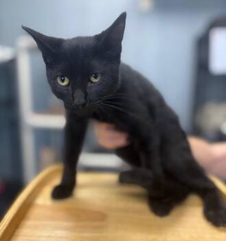 Jet -  Domestic Short Hair Cat for Adoption in Warren, Michigan - Jet | PetCurious