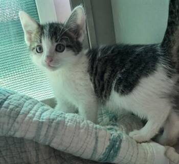 pompom -  Domestic Short Hair Cat for Adoption in Edgewood, New Mexico - Pompom | PetCurious
