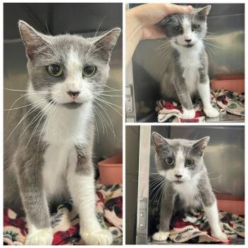 Nash -  Domestic Short Hair Cat for Adoption in New York, New York - Nash | PetCurious