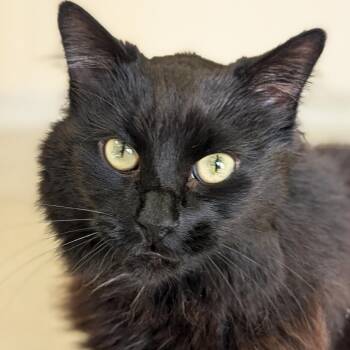 Fifa -  Domestic Long Hair Cat for Adoption in Jefferson, Wisconsin - Fifa | PetCurious