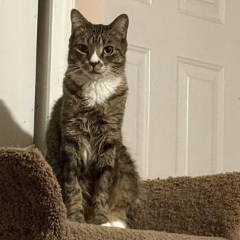 Rescue Domestic Short Hair Cats for Adoption in Jacksonville, Florida - Foots =^.^= | PetCurious