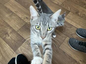 George -  Domestic Short Hair Cat for Adoption in Davis, California - George | PetCurious