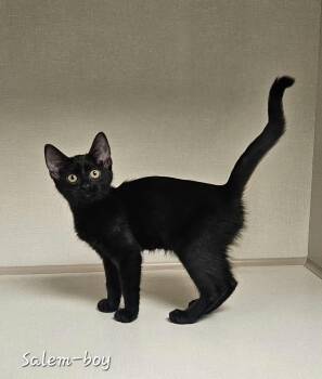 Salem -  Domestic Short Hair Cat for Adoption in Wapakoneta, Ohio - Salem | PetCurious
