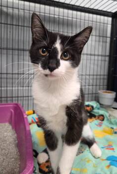 Bonkers -  Domestic Short Hair Cat for Adoption in Muskegon, Michigan - Bonkers | PetCurious