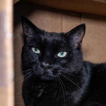 Rescue Domestic Short Hair Cats for Adoption in Boston, Massachusetts - LONDON | PetCurious