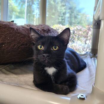 Rescue Domestic Short Hair Cats for Adoption in Columbus, North Carolina - Wren | PetCurious