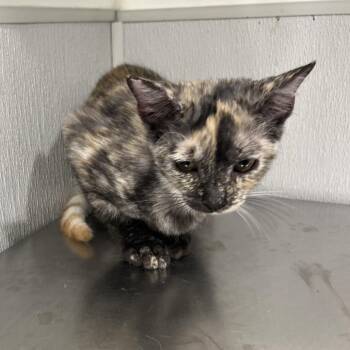 Barbara -  Domestic Short Hair Cat for Adoption in Tampa, Florida - Barbara | PetCurious