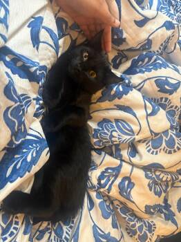 Scotty -  Domestic Short Hair Cat for Adoption in Albany, New York - Scotty | PetCurious