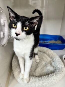 Diggs -  Domestic Short Hair Cat for Adoption in Corpus Christi, Texas - Diggs | PetCurious