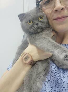 Scottish Fold Cats Available for Adoption in Bedford Hills, New York - Anastasia Is Well... An Angel In Scottish Fold Kitty Form - VIDE | PetCurious