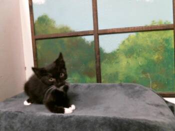 Domestic Short Hair Cats Available for Adoption in Houston, Texas - ADRIAN | PetCurious