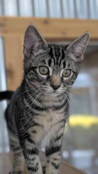 Tiff -  Domestic Short Hair Cat for Adoption in Petaluma, California - Tiff | PetCurious