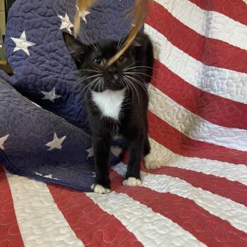 Magpie -  Domestic Short Hair Cat for Adoption in Columbus, North Carolina - Magpie | PetCurious