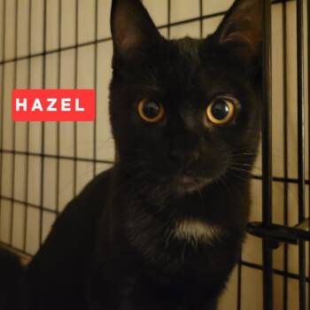 Domestic Short Hair Cats Available for Adoption - Hazel & Chessy (bonded)  | PetCurious