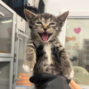 Domestic Short Hair Cats Available for Adoption in Lakewood, California - Half Baked | PetCurious