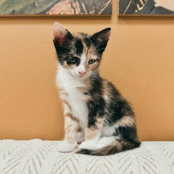 Lace -  Domestic Short Hair Cat for Adoption in Richmond, Virginia - Lace | PetCurious