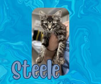 Rescue Domestic Short Hair Cats for Adoption in Hopkinsville, Kentucky - Steele | PetCurious