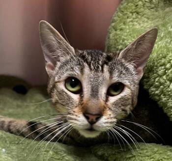 Domestic Short Hair Cats Available for Adoption in Logan, Utah - Mini | PetCurious