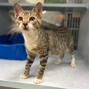 Boogie -  Domestic Short Hair Cat for Adoption in Buchanan Dam, Texas - Boogie | PetCurious