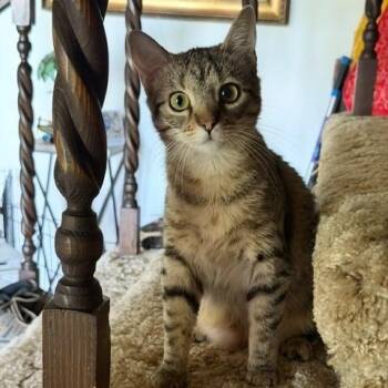 Tiger Lily -  Domestic Short Hair Cat for Adoption in Glenwood Springs, Colorado - Tiger Lily | PetCurious