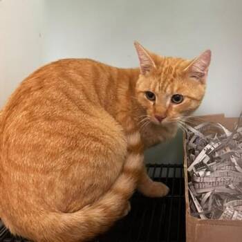 Flaming Hot -  Domestic Short Hair Cat for Adoption in Gadsden, Alabama - Flaming Hot | PetCurious