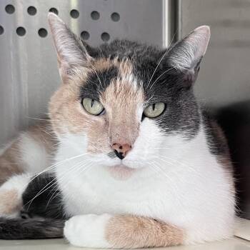 Domestic Short Hair Cats Available for Adoption in Washburn, Missouri - Fuego | PetCurious