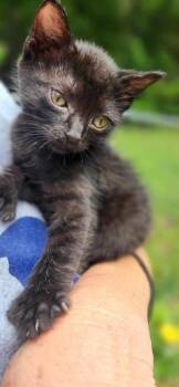 Rescue Domestic Short Hair Cats for Adoption in Marion, North Carolina - Phoenix- Polydactyl | PetCurious