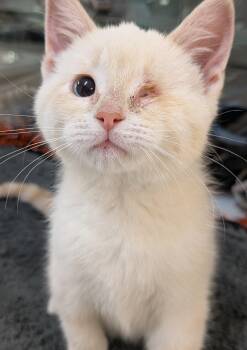 May -  Domestic Short Hair Cat for Adoption in Bonnyville, Alberta - May | PetCurious