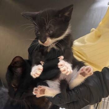 Tomato (Red) -  Domestic Short Hair Cat for Adoption in Winston-salem, North Carolina - Tomato (Red) | PetCurious