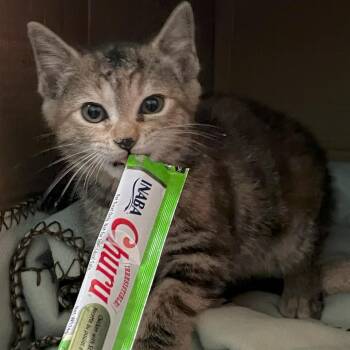 Bingo -  Domestic Short Hair Cat for Adoption in Johnson City, Tennessee - Bingo | PetCurious