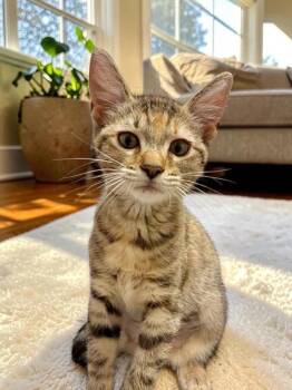 Thea -  Domestic Short Hair Cat for Adoption in Champaign, Illinois - Thea | PetCurious