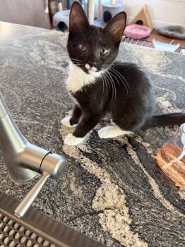 Black Pearl -  Domestic Short Hair Cat for Adoption in Ogden, Utah - Black Pearl | PetCurious