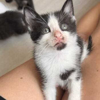 Saturday -  Domestic Short Hair Cat for Adoption - Saturday | PetCurious